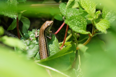 Sphenomorphus indicus close up viewの写真素材