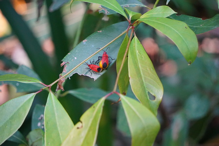 A pair of mating Physopelta guttaの写真素材