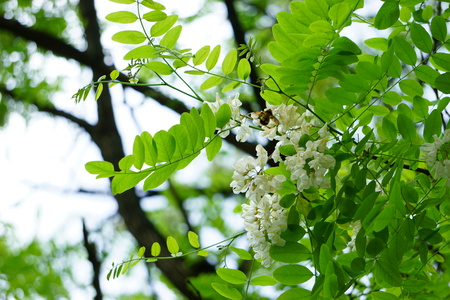 Close up view of a tree with white flower growing and a beeの写真素材