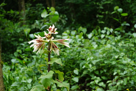 Lily close up viewの写真素材