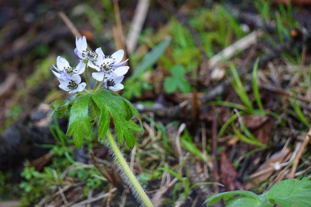 Xiling Snow Mountain wild anemoneの写真素材