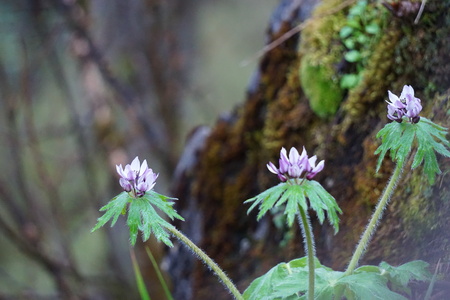 Xiling Snow Mountain wild anemoneの写真素材