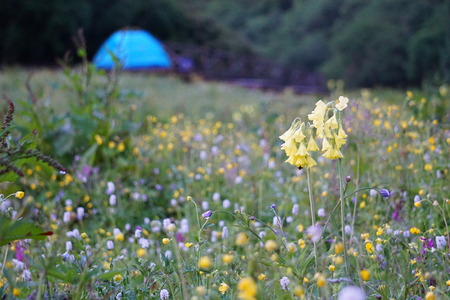 Close up view of tiny yellow flowersの写真素材