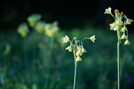 Close up view of tiny yellow flowersの写真素材