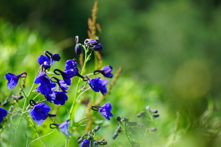 Close up view of tiny blue flowersの写真素材