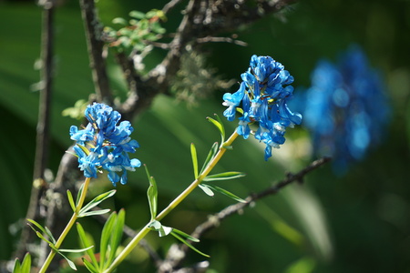 Close up view of tiny blue flowersの写真素材