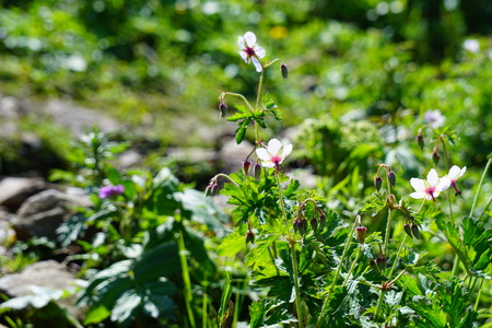 Close up view of tiny white flowersの写真素材