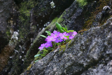 Tiny purple flower close up viewの写真素材