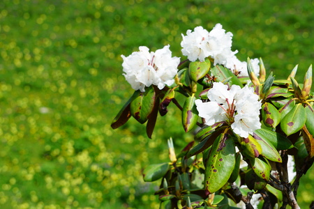 Close up view of tiny white wildflowersの写真素材