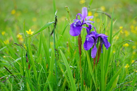 Close up view of tiny purple wildflowersの写真素材