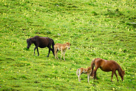 Landscape scenery view of horses on the green grasslandの写真素材
