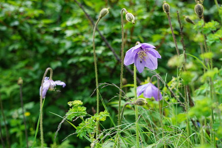 Close up view of tiny purple wildflowersの写真素材