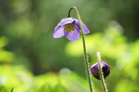 Close up view of a tiny purple wildflowersの写真素材