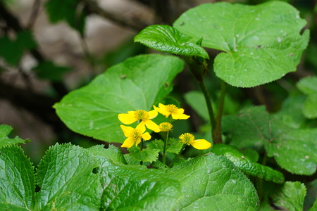 Yellow wildflower close up viewの写真素材
