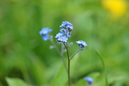 Close up view of Myosotisの写真素材