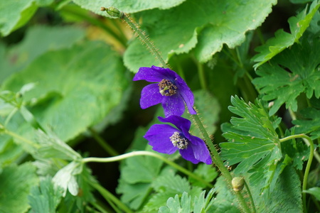 Close up view of purple Wildflowersの写真素材