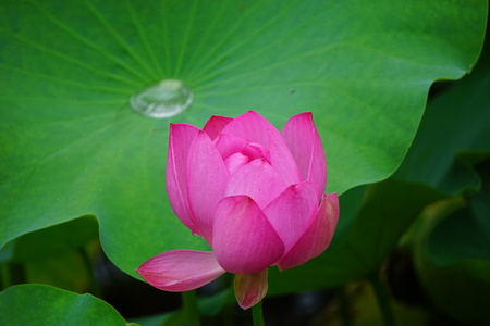 Close up view of a lotus in the lotus pondの写真素材
