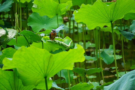 Close up view of a Kingfisher on a lotus leaf in the lotus pondの写真素材