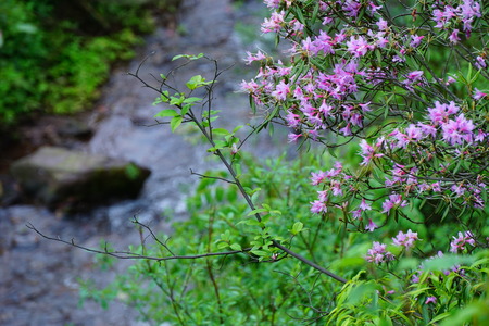 Mount Emei Wildflowers - scaly Rhododendronの写真素材