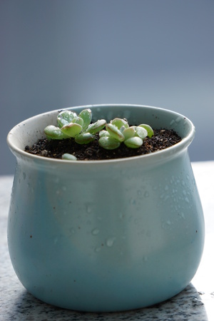 Close up view of a potted succulent plantの写真素材