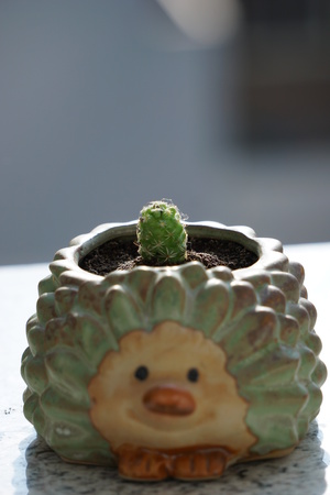 Close up view of a potted succulent plantの写真素材