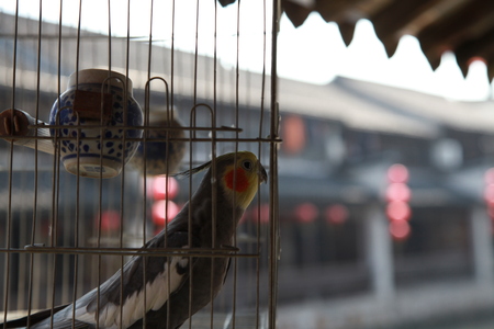 parrot