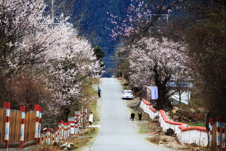 Peach blossom ditchのeditorial素材