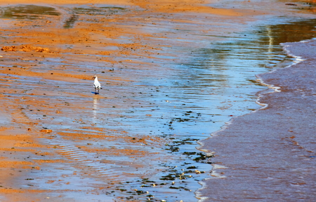 seagull at the beachの写真素材