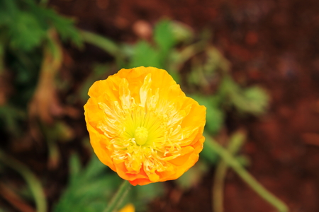 Yellow poppies close up viewの写真素材
