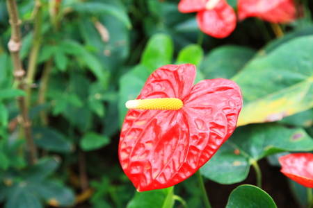 red Flowerの写真素材