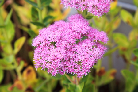 purple Flower