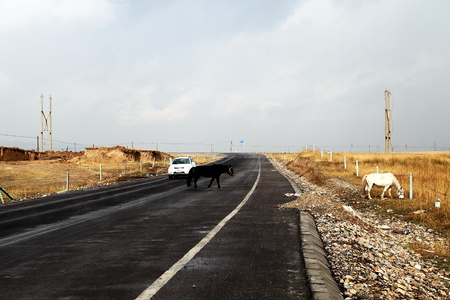 highway road with horseの写真素材