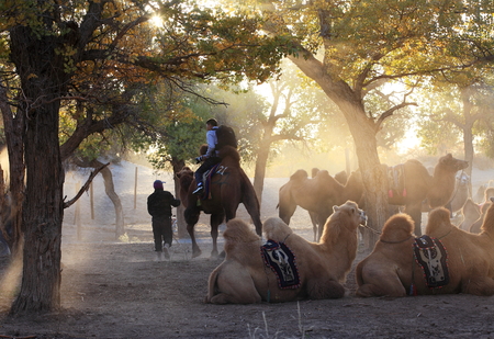 View of camels and tourists under the treesのeditorial素材