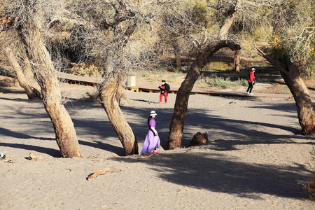 Ejina poplar landscape view with touristsのeditorial素材