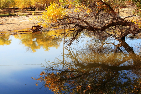 populus euphratica landscape scenery viewの写真素材