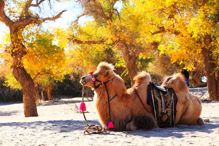 Camel under the Populus euphraticaの写真素材
