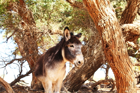 Donkey under the treeの写真素材
