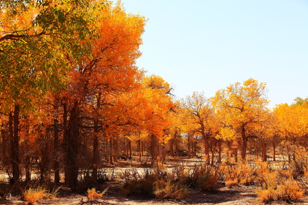 populus euphratica treesの写真素材