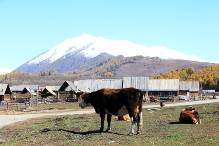 Nature landscape scenery view of a grassland with farm buildings and cowsのeditorial素材