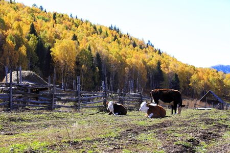 Nature landscape scenery view of Hemu Villageのeditorial素材