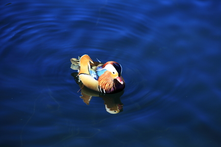 Mandarin Duck close up viewの写真素材