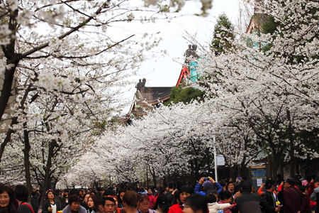 Cherry Blossom Festivalのeditorial素材