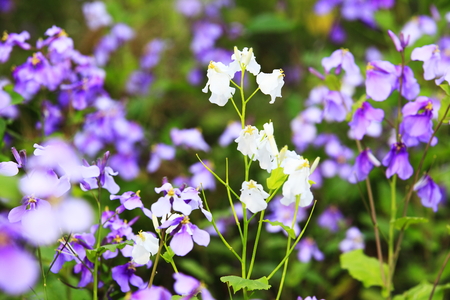 Flowers blooming