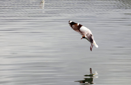 Brown-headed Gull