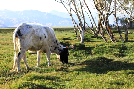 Cattle at grasslandの写真素材