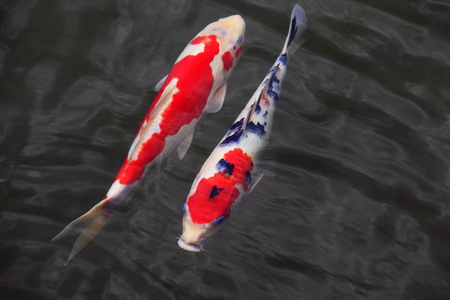 Koi in the pondの写真素材