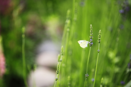Flower and butterflyの写真素材