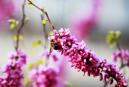 Bee and flowerの写真素材