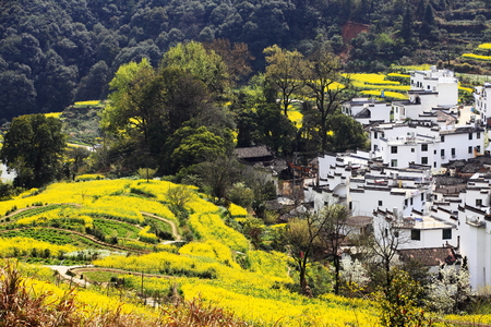 Wuyuan rape flower fieldのeditorial素材