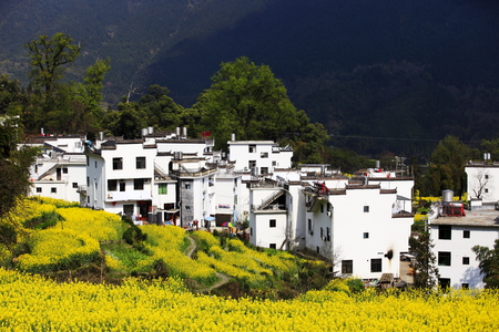Wuyuan rape flower fieldのeditorial素材